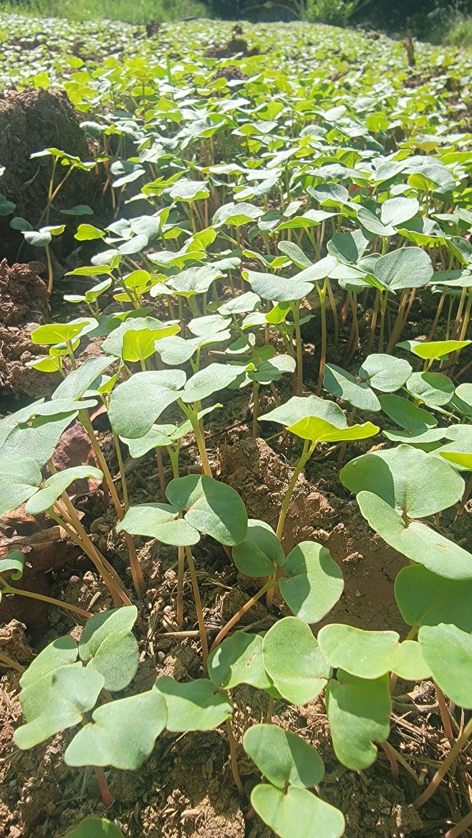 Buckwheat cover crop