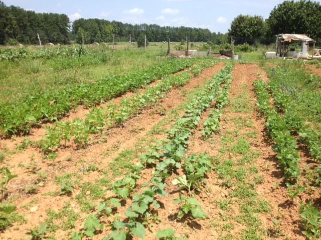Crop rows in the field