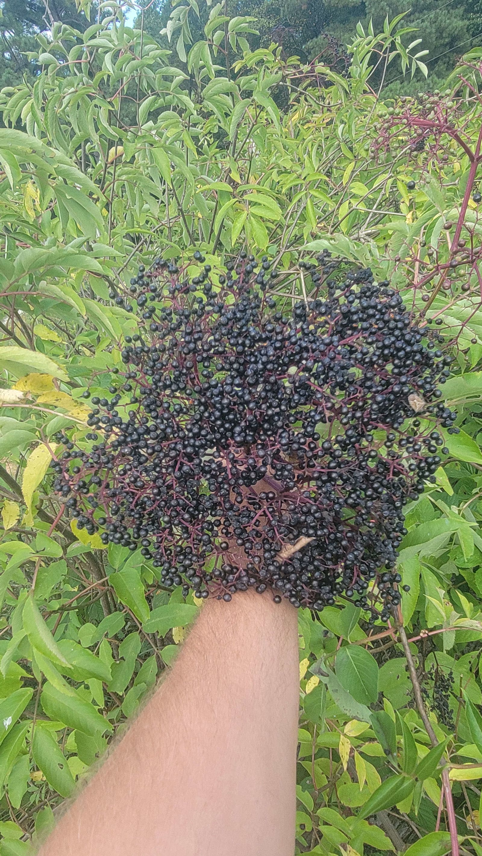 Elderberry