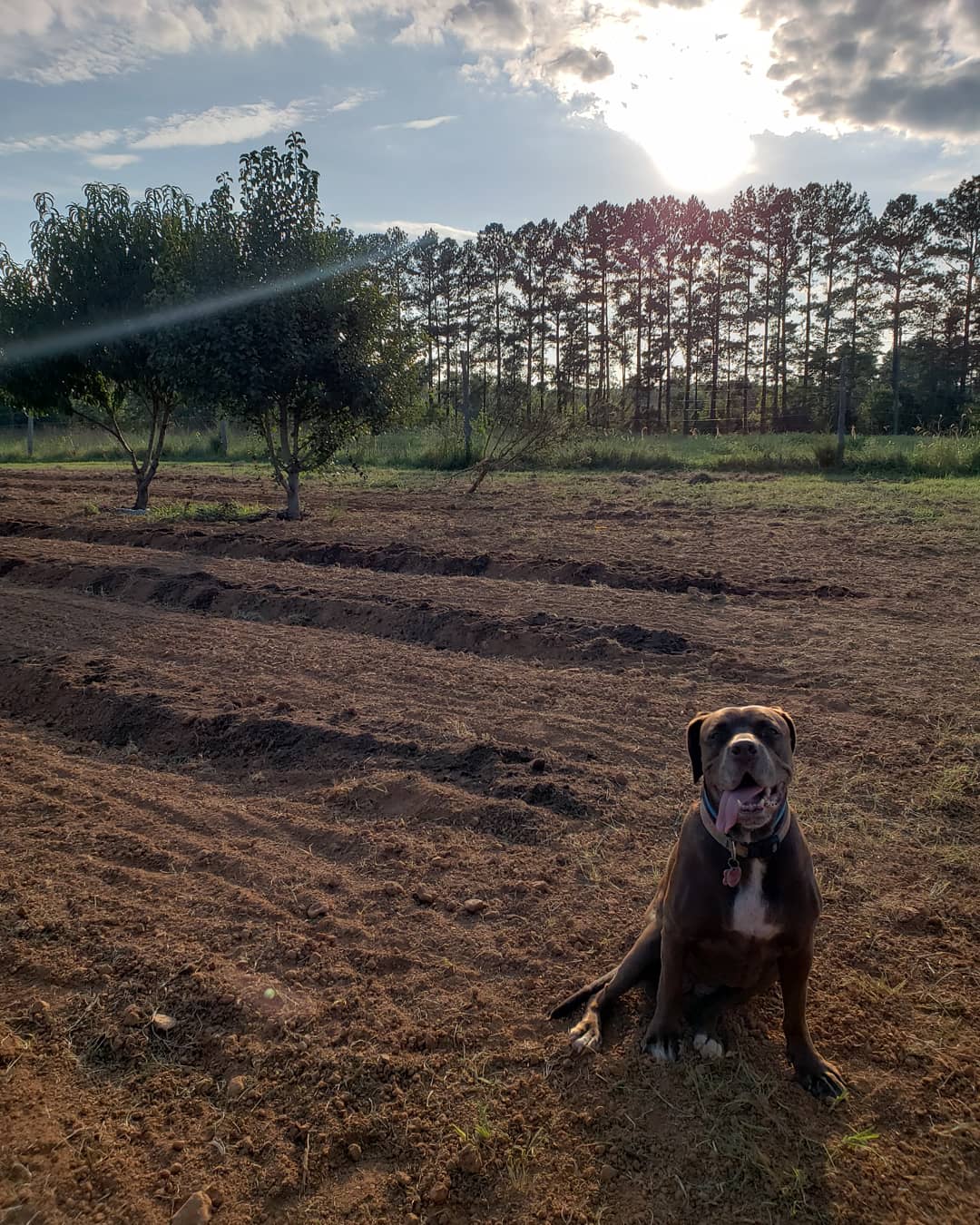 First planting