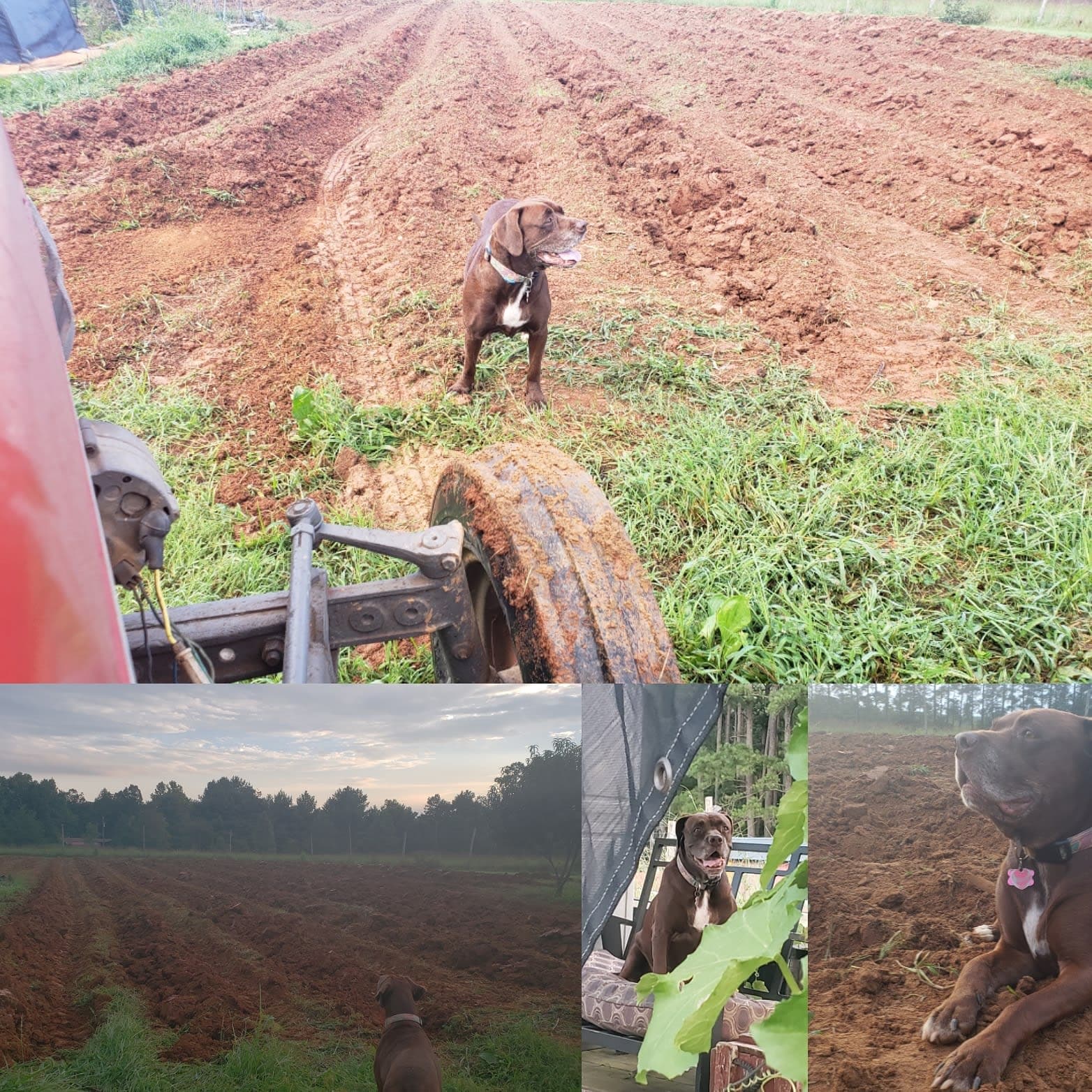 First-year tilling