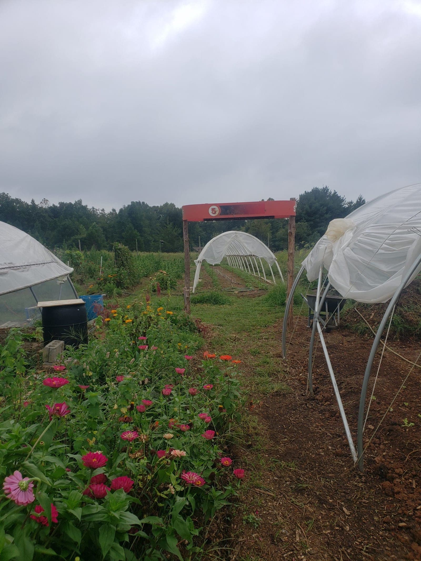 Flowers in the hoop house