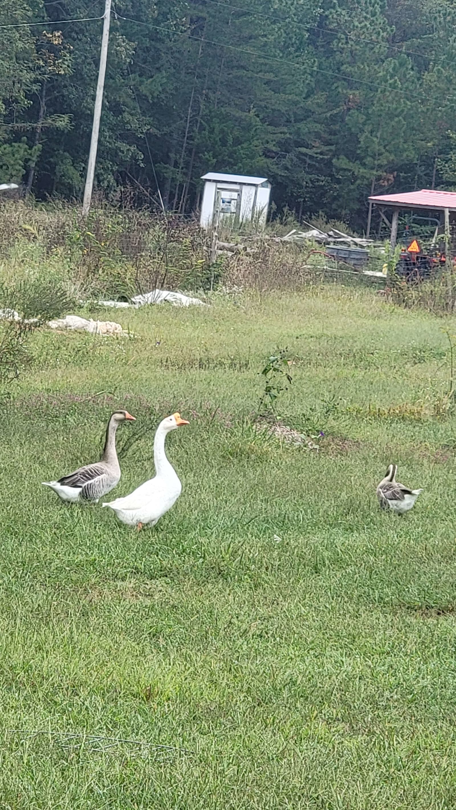 Geese in the field
