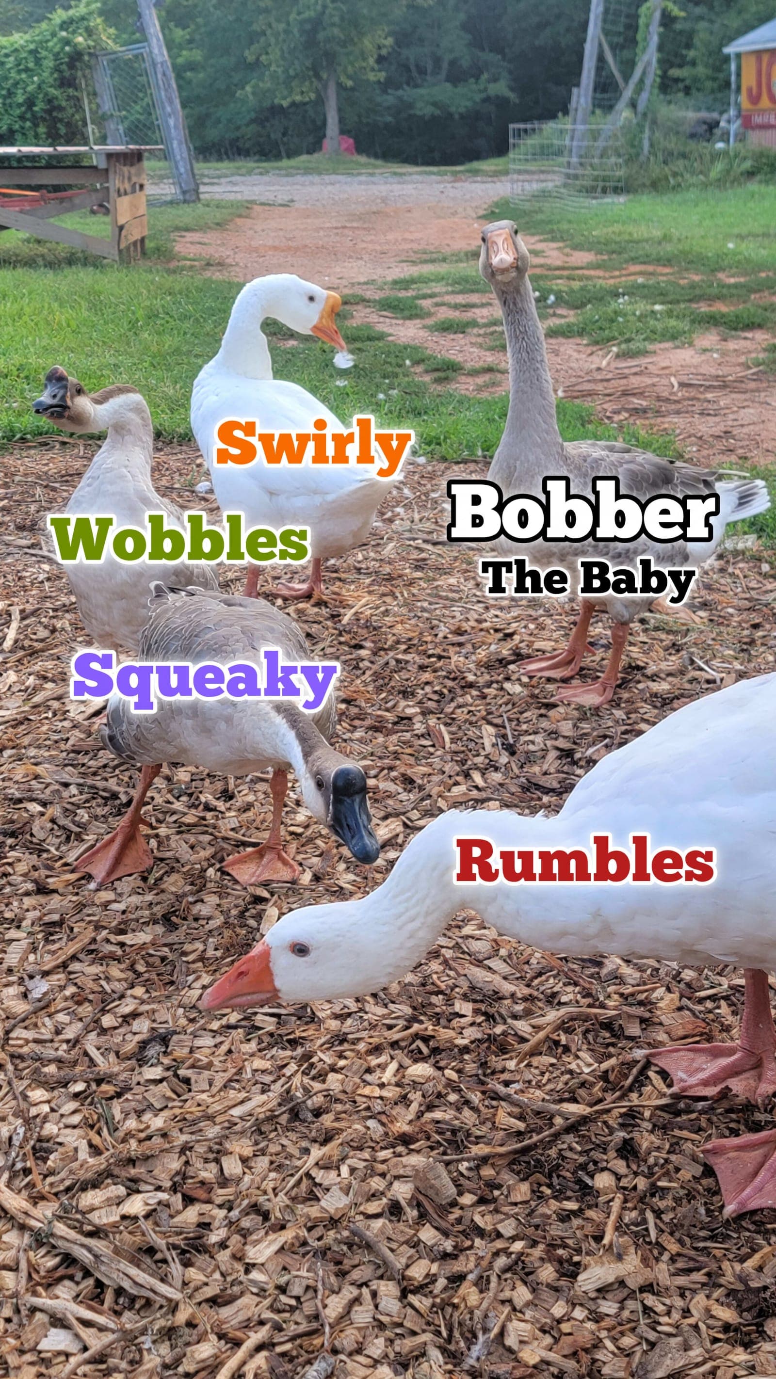 Named geese on the farm