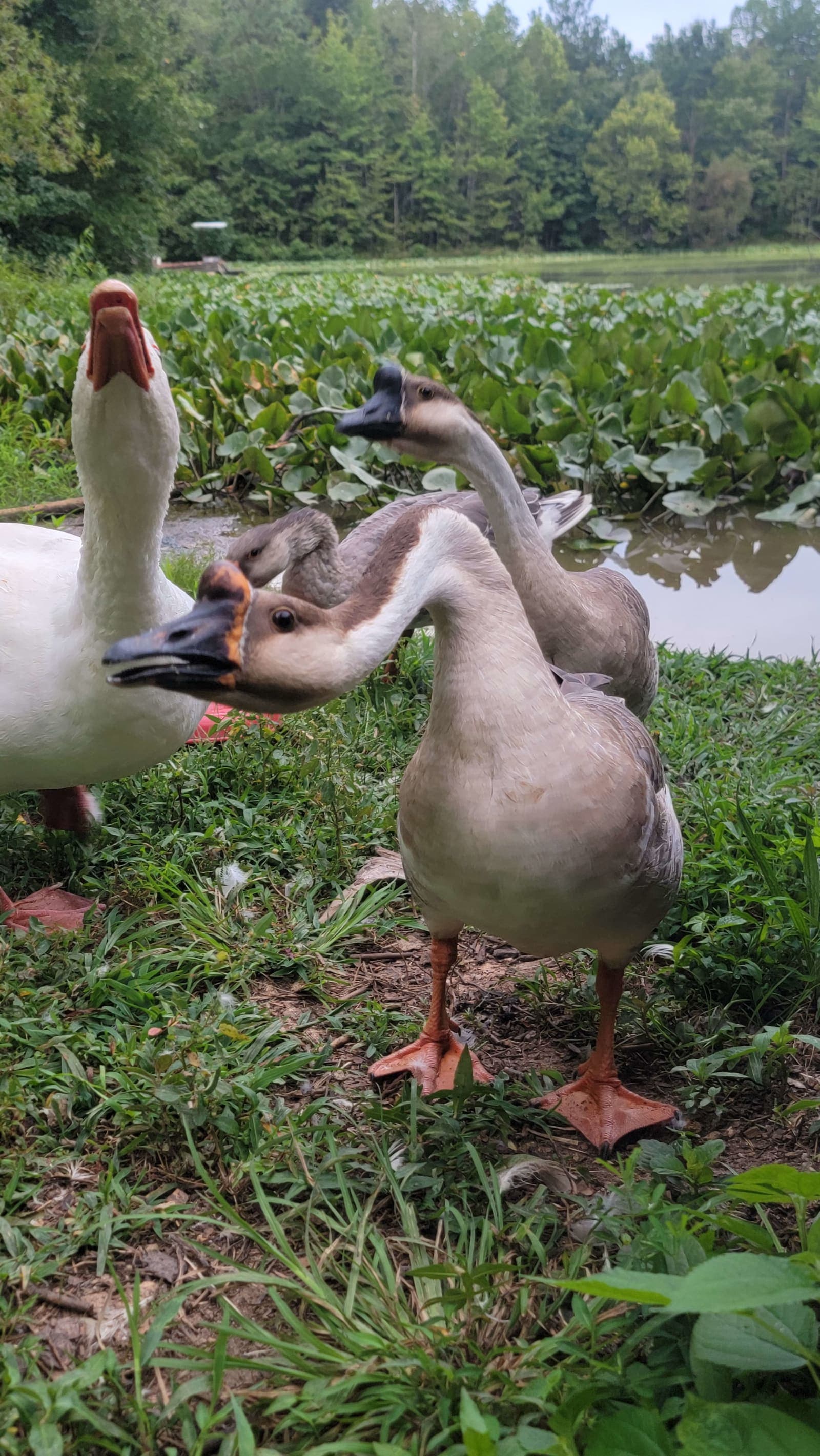 Goose Squad at the pond