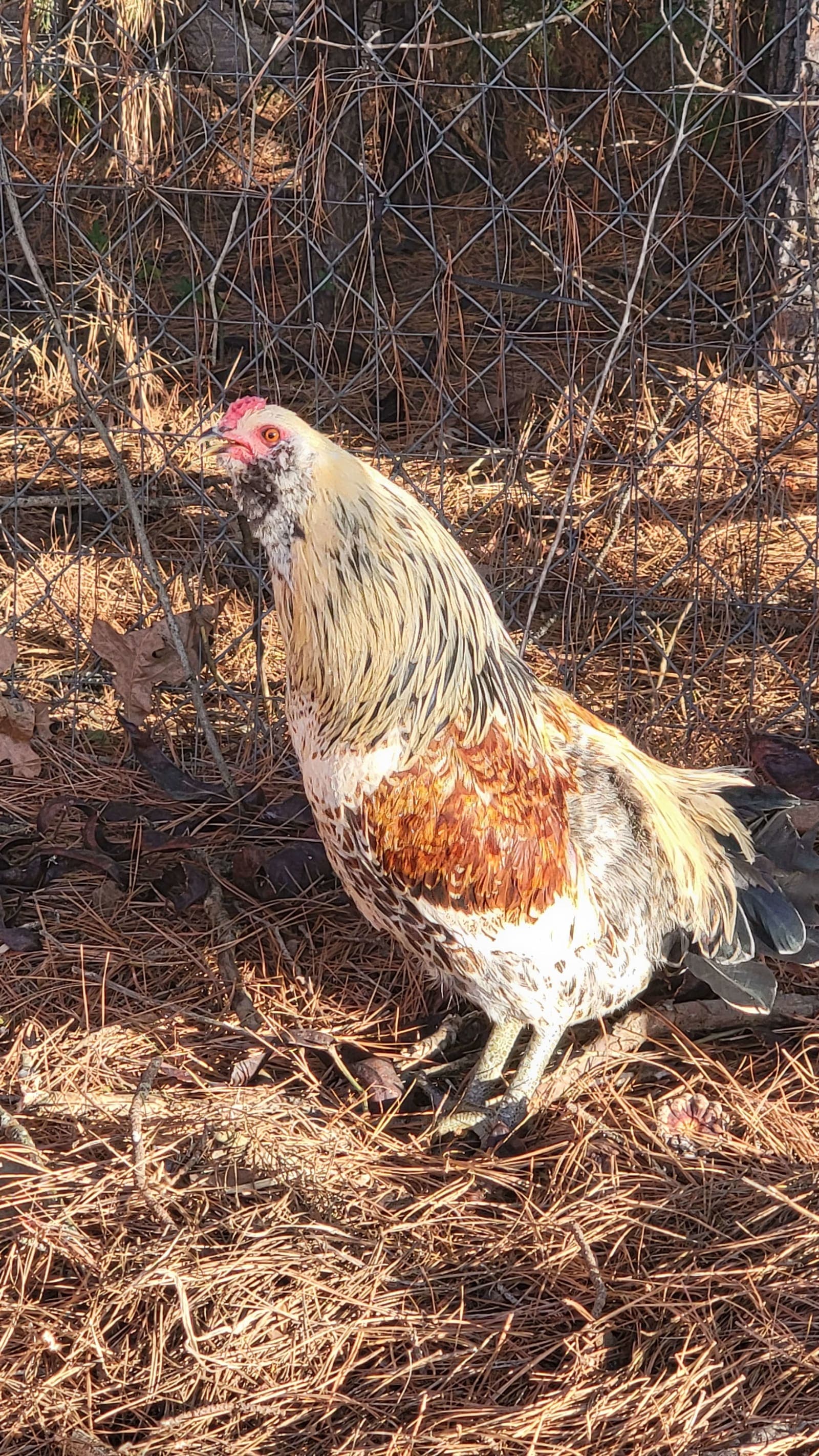 Lenny the rooster