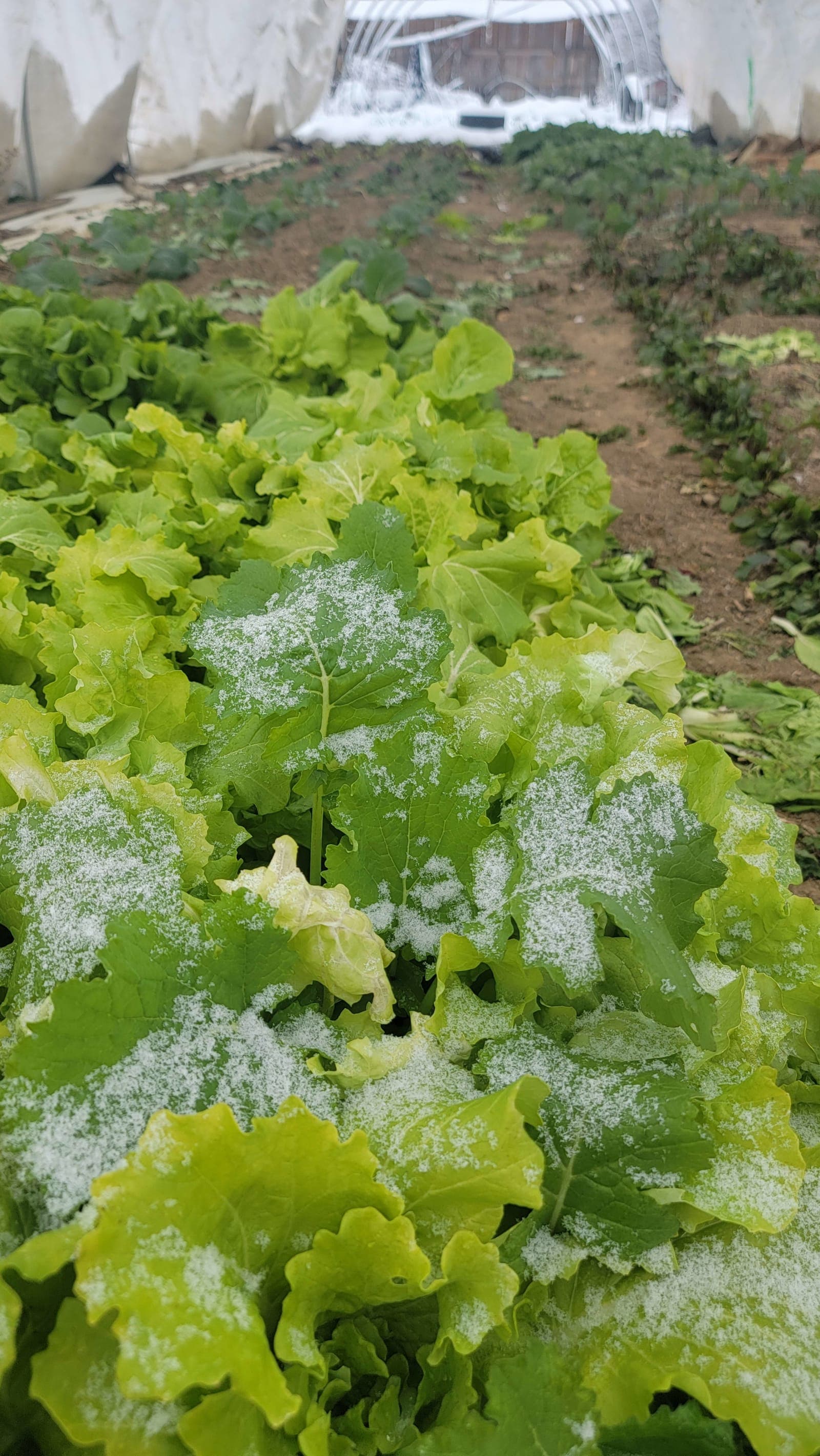 Lettuce greenhouse