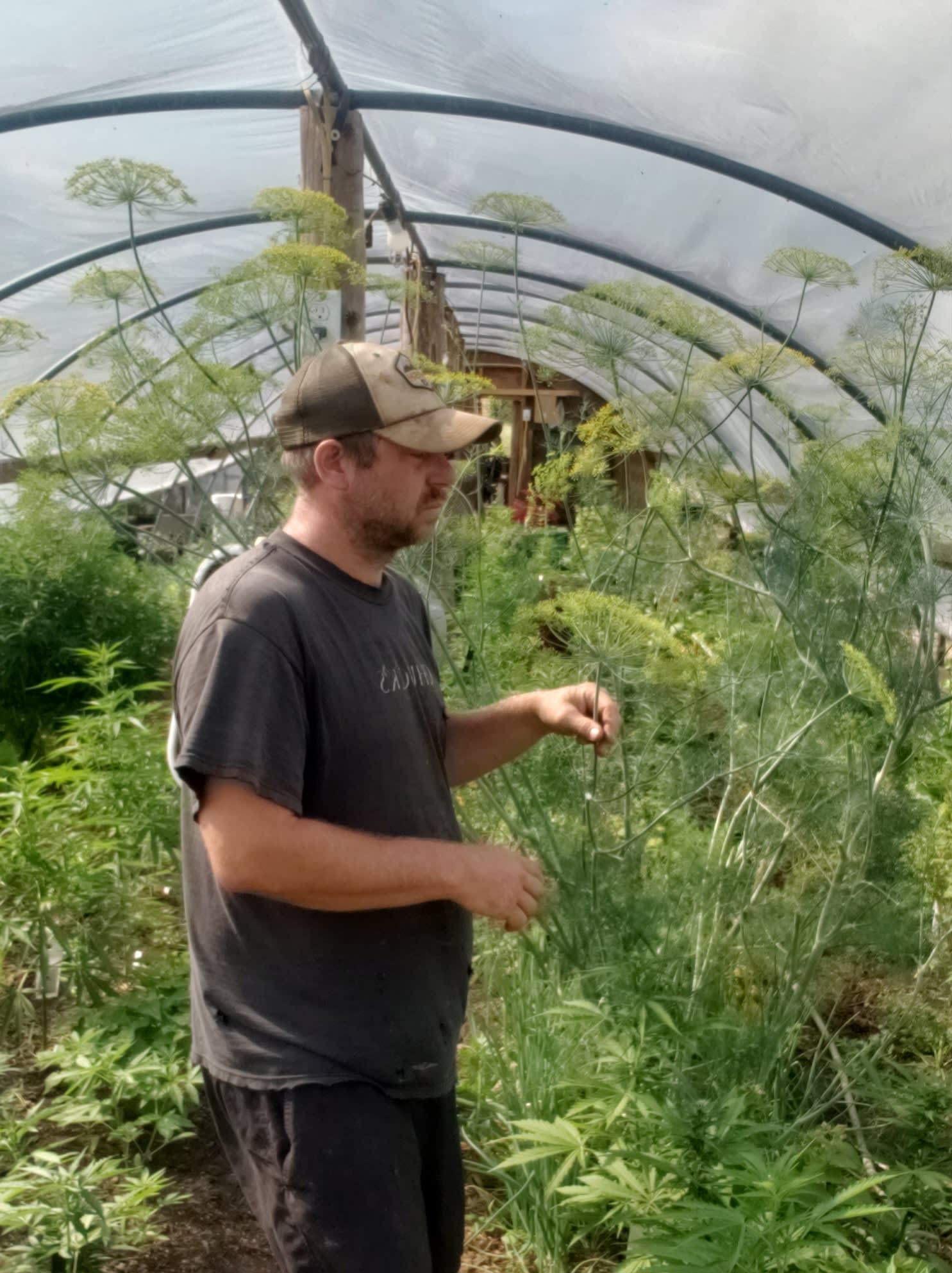 Dill in the greenhouse