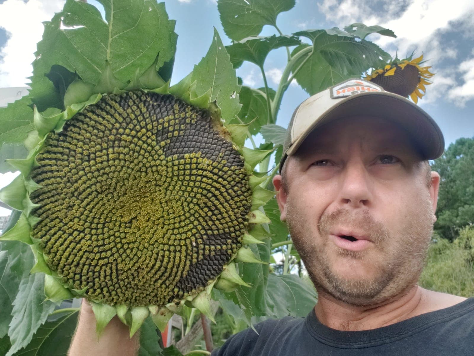 Sunflower close-up