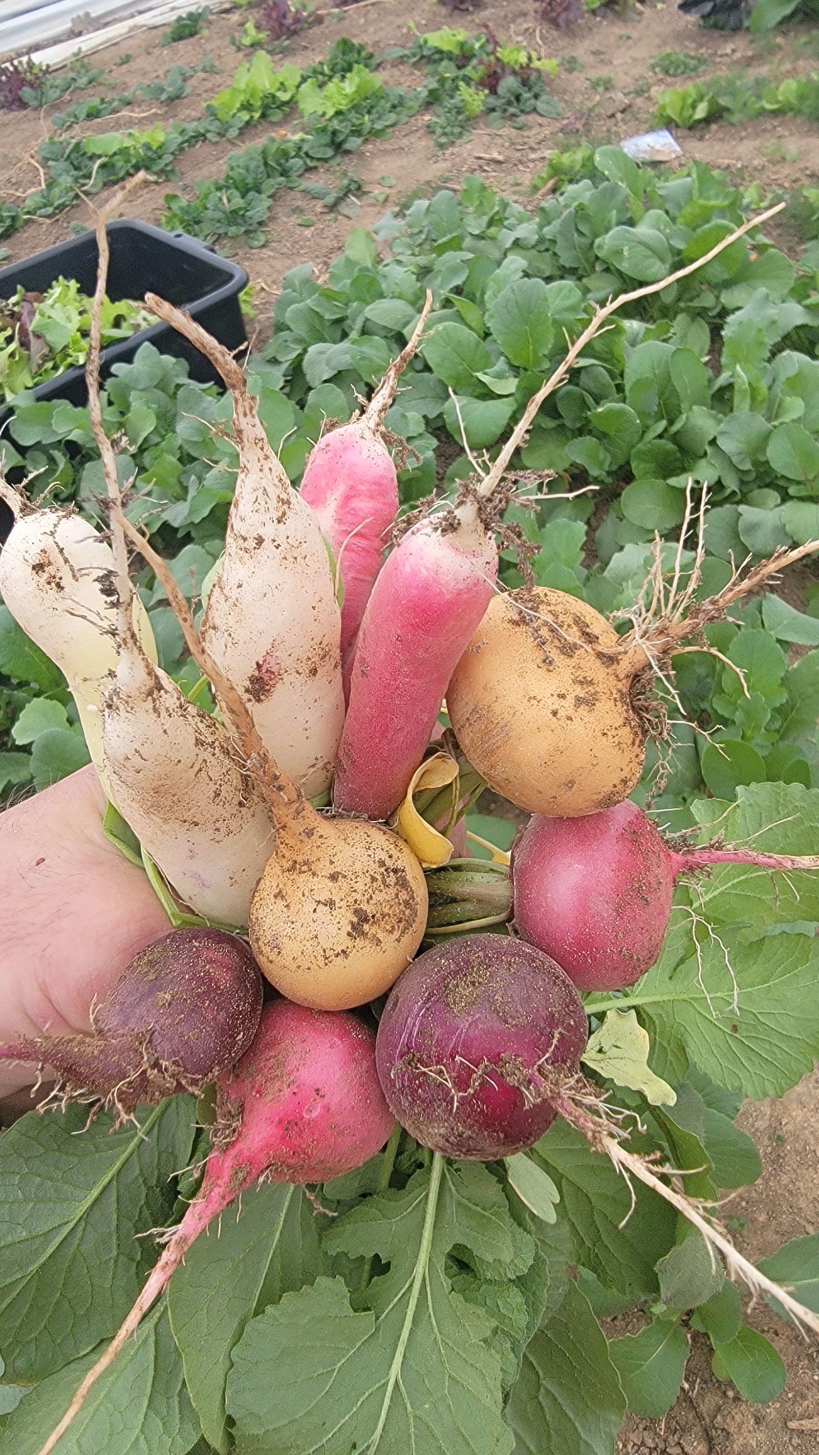 Radishes from the garden