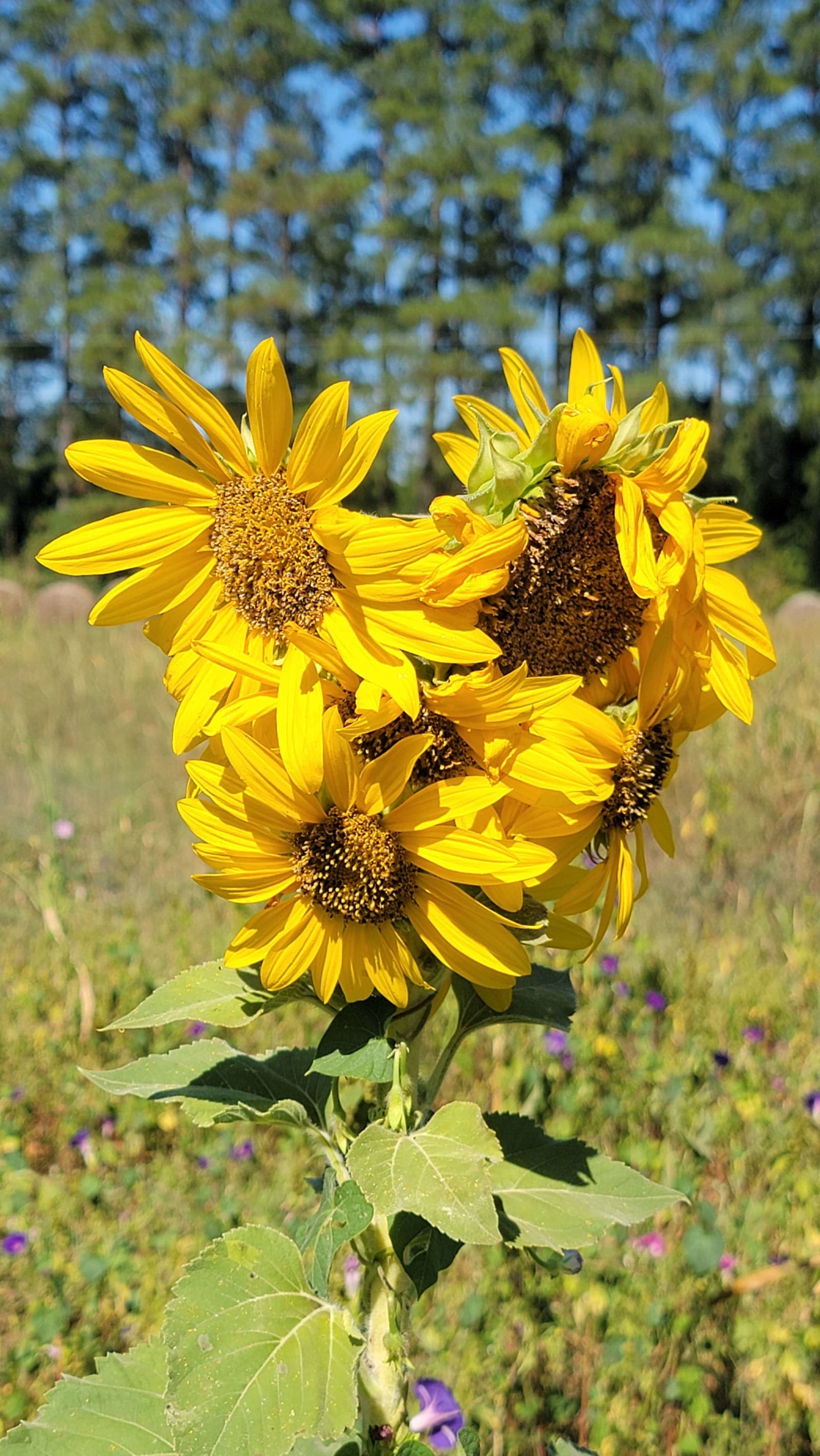 Sunflower stand