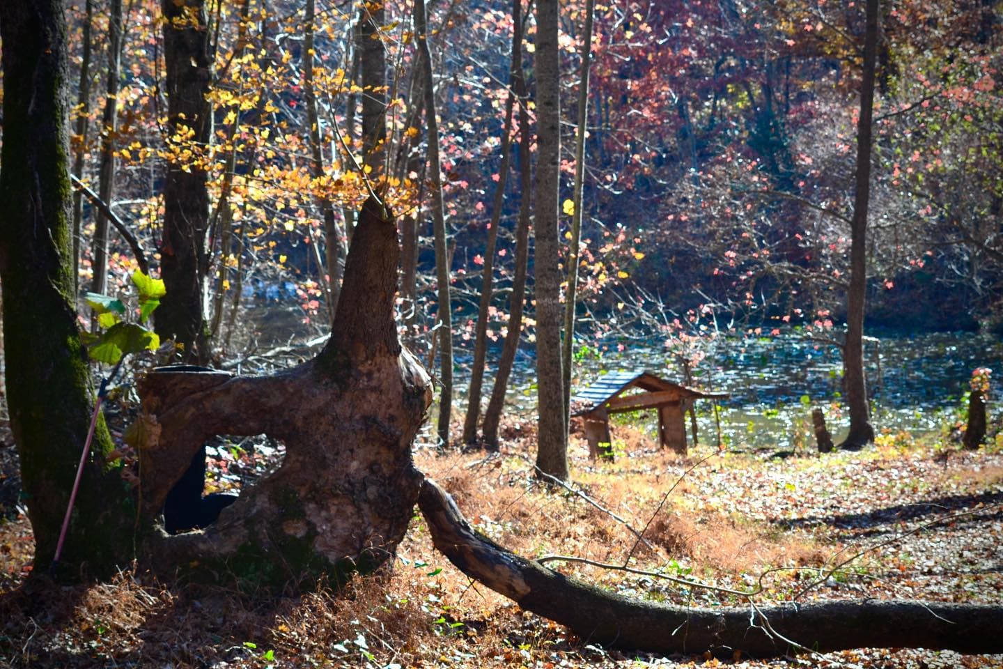 Sycamore by the pond