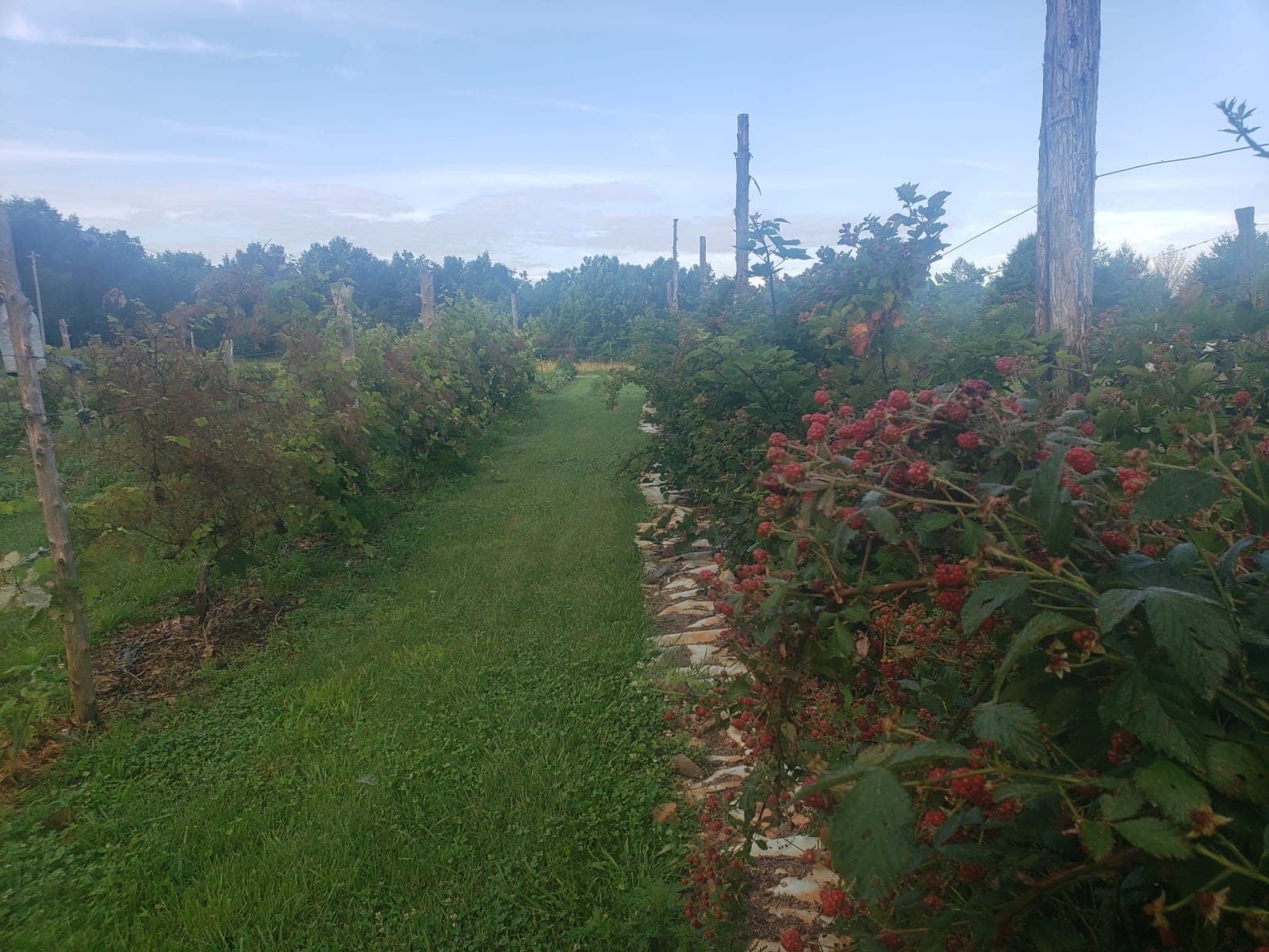 Fence Blackberries