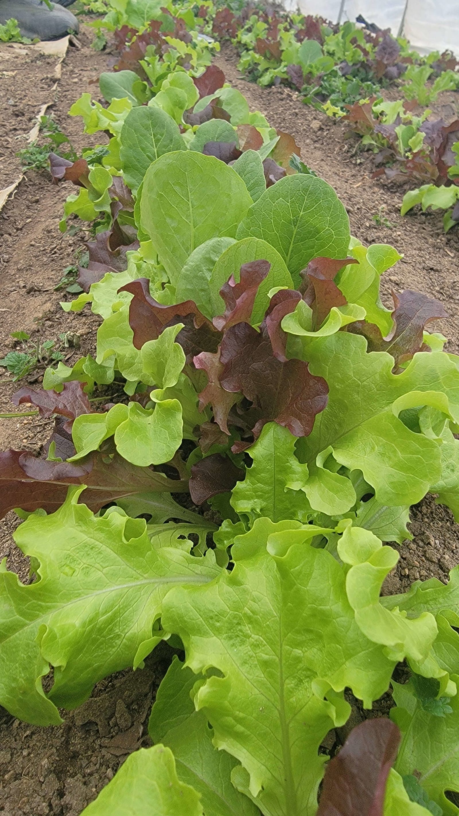 Greenhouse Lettuce