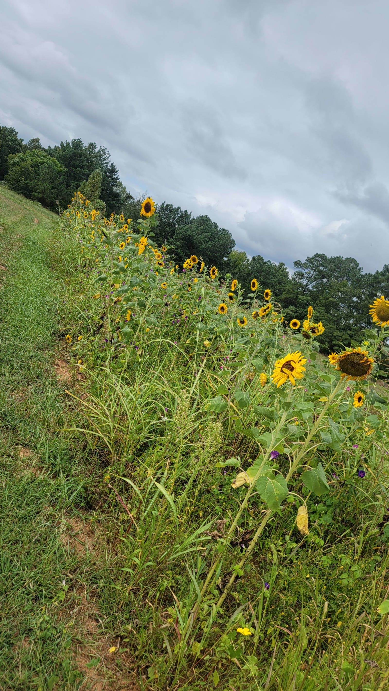 Field Sunflowers